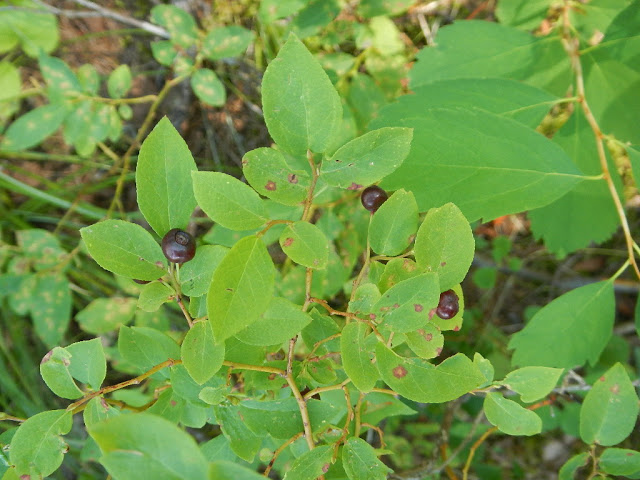  montana wild huckleberry picking with berry rake picker