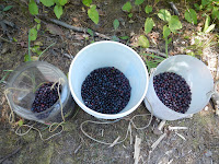 montana huckleberries