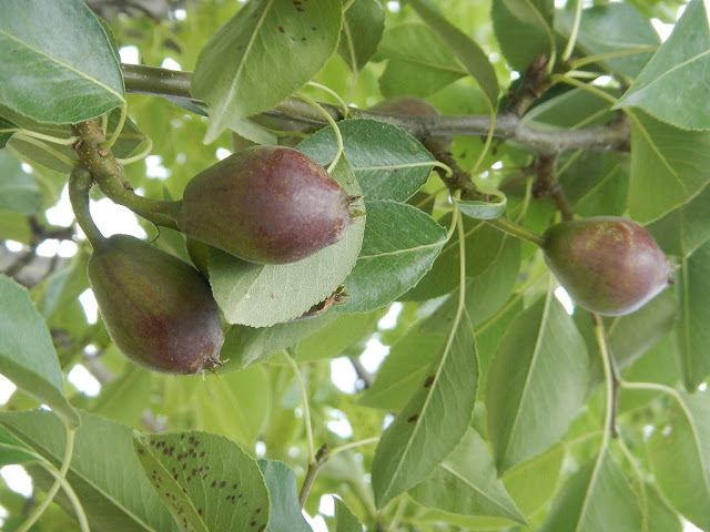 red pear tree western montana homestead