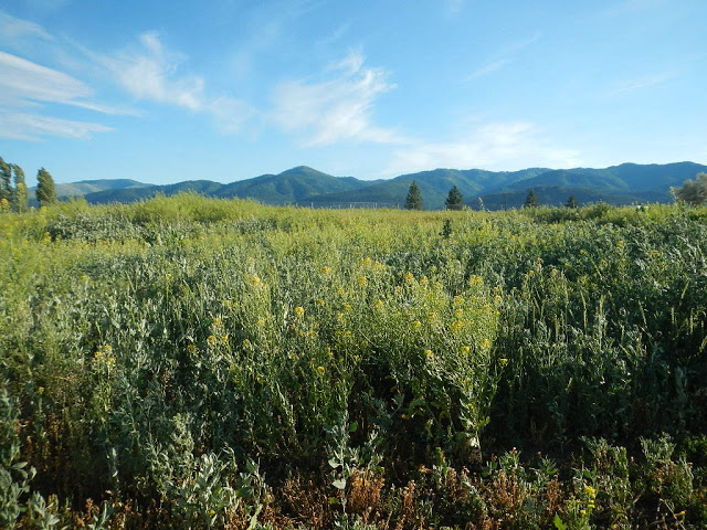 new montana homestead missoula valley mountain view