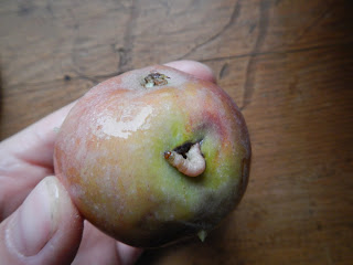how to salvage wormy fruit and make applesauce from wormy apples