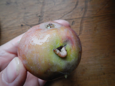 how to salvage wormy apples and make applesauce