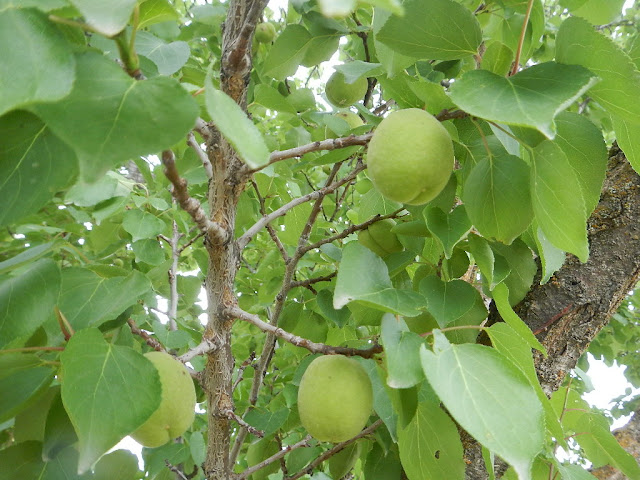 apricot tree western montana homestead