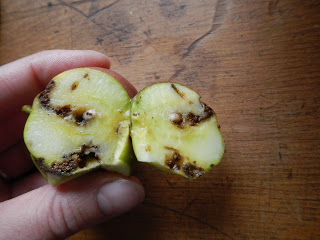 how to cut around worms and bugs in fruit to salvage the fruit