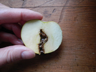  moth worms inside an apple core
