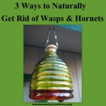 Three Ways to Naturally Get Rid of Wasps and Hornets without using toxic killing spray
